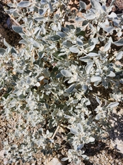 Tidestromia suffruticosa
