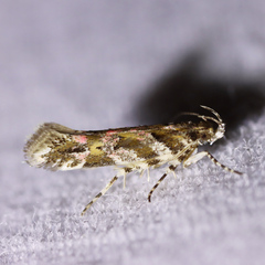Aristotelia roseosuffusella