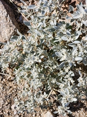 Tidestromia suffruticosa