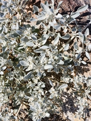 Tidestromia suffruticosa