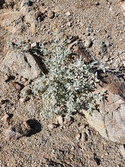 Tidestromia suffruticosa