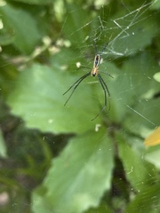 Trichonephila fenestrata