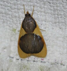 Prooedema inscisalis