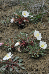 Oenothera cespitosa