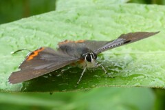 Heliophorus