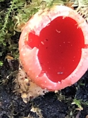 Sarcoscypha austriaca