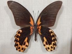 Papilio rumanzovia