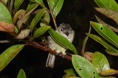 Camptostoma obsoletum