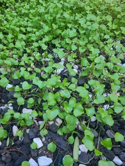 Claytonia perfoliata