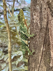 Anolis insignis