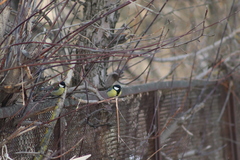 Parus major