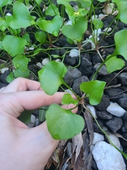 Claytonia perfoliata
