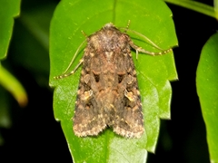 Tycomarptes inferior