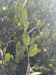 Simmondsia chinensis