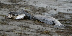 Cynoscion nebulosus