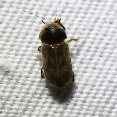 Heteroceridae