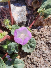 Eremalche rotundifolia