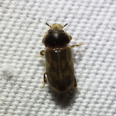 Heteroceridae