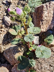 Eremalche rotundifolia