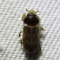 Heteroceridae