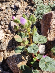 Eremalche rotundifolia