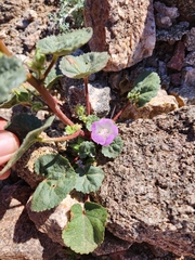 Eremalche rotundifolia