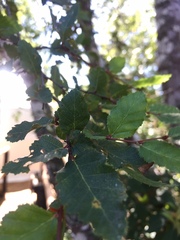 Nothofagus obliqua