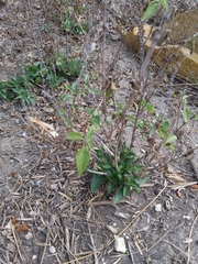 Salvia farinacea
