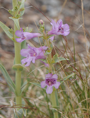 Penstemon angustifolius
