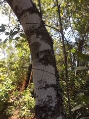 Nothofagus obliqua