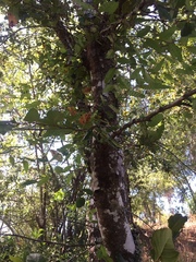 Nothofagus obliqua