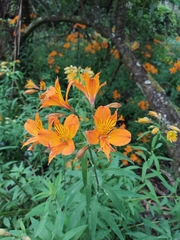 Alstroemeria aurea