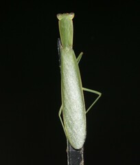 Orthodera ministralis
