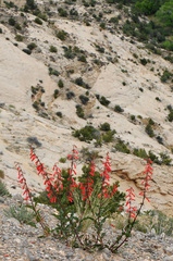 Penstemon eatonii
