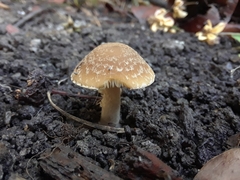 Candolleomyces candolleanus