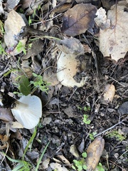Amanita ocreata
