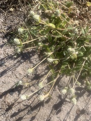 Gomphrena celosioides