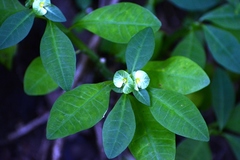 Euphorbia pteroneura