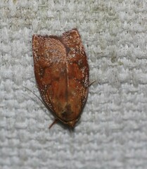 Pycnozancla
