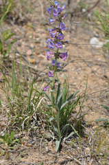 Penstemon pachyphyllus