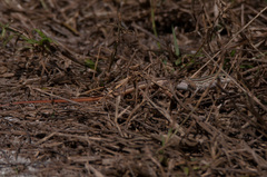 Aspidoscelis angusticeps