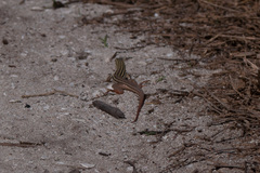 Aspidoscelis angusticeps