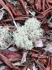 Cladonia subtenuis