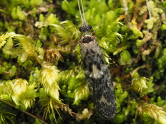 Psilochorema