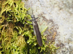 Austroperla cyrene
