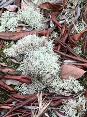Cladonia subtenuis