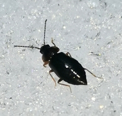 Omaliinae