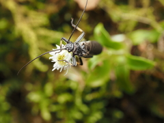 Austroperla cyrene
