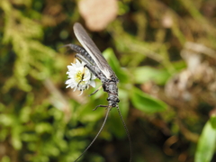 Austroperla cyrene