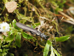 Austroperla cyrene